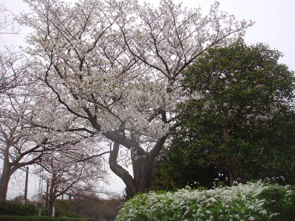 0323桜並木園路のオオシマザクラDSC00146.jpg