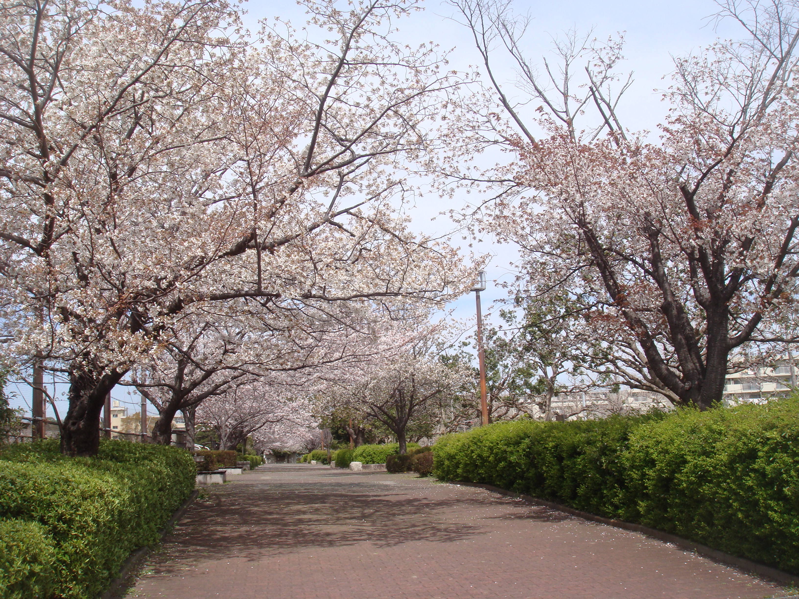 桜並木園路の様子DSC00357.jpg
