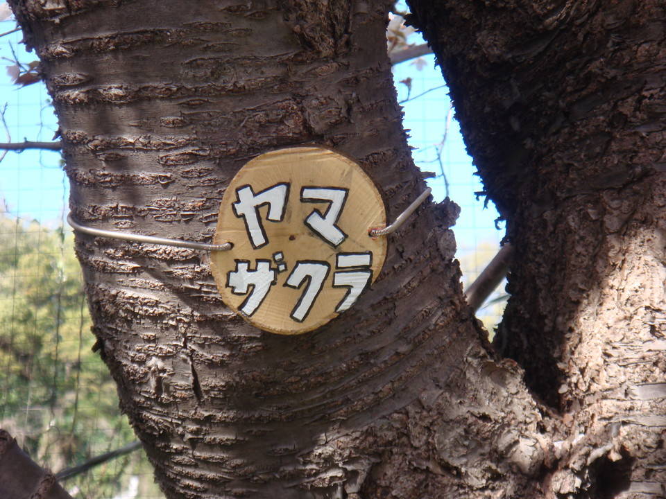 ヤマザクラ樹名板DSC00376.jpg