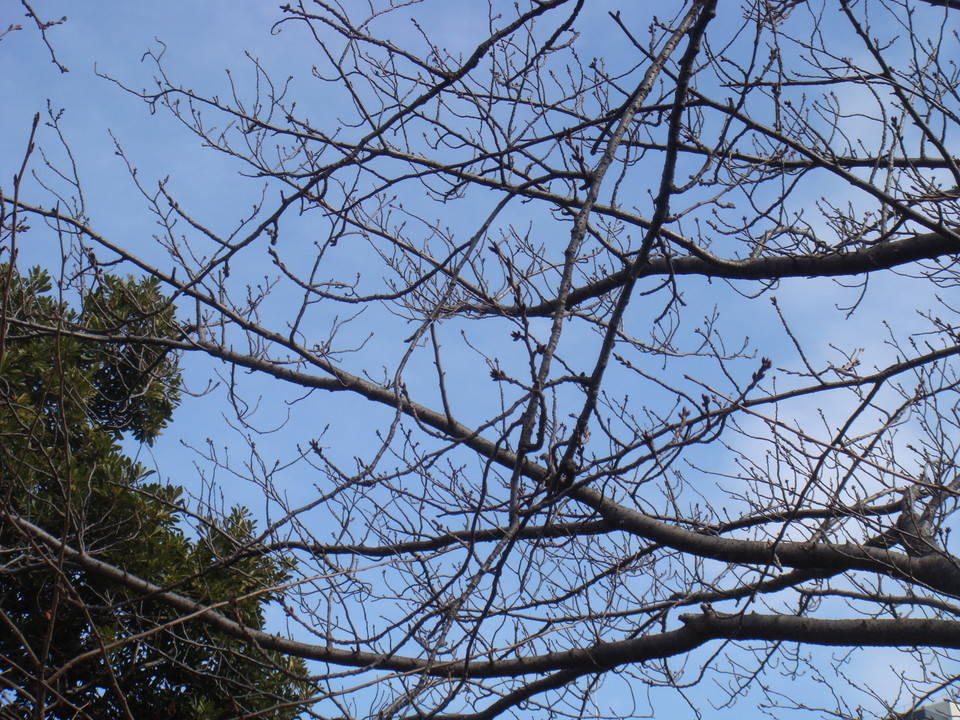 ブログ サクラまだまだDSC00172.jpg