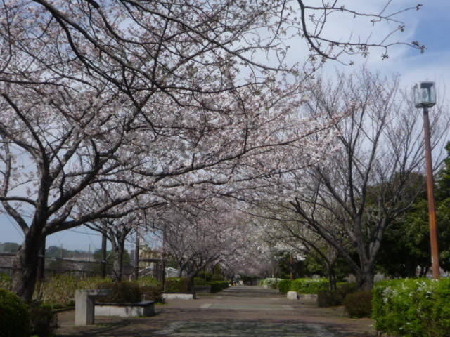 桜並木園路P1090318.jpg
