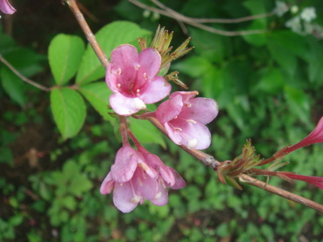 ハコネウツギ (3).jpg