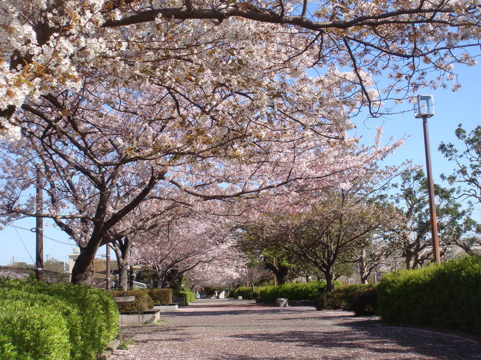 桜並木園路の様子DSC00380.jpg