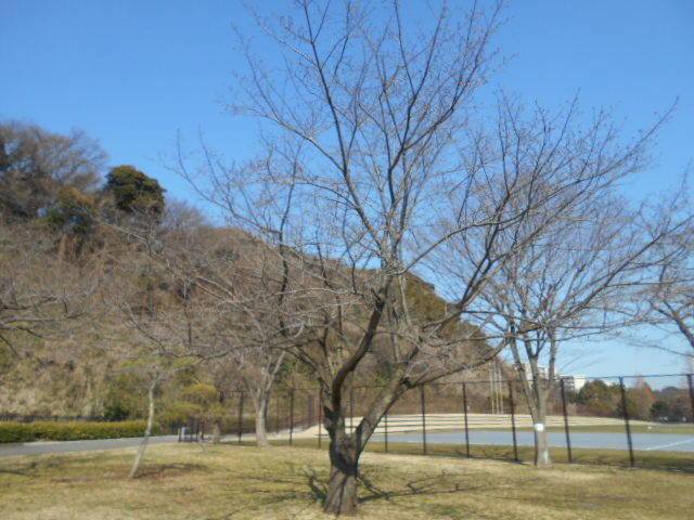 2017.03.16サクラ2 (1).jpg