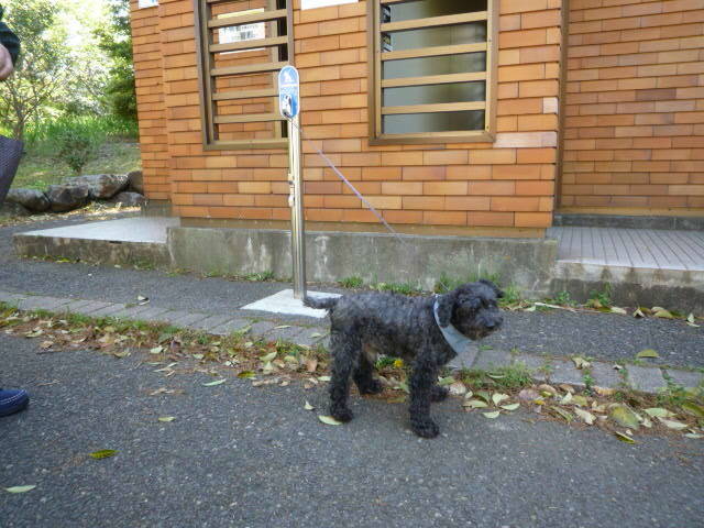 290529リードフック2