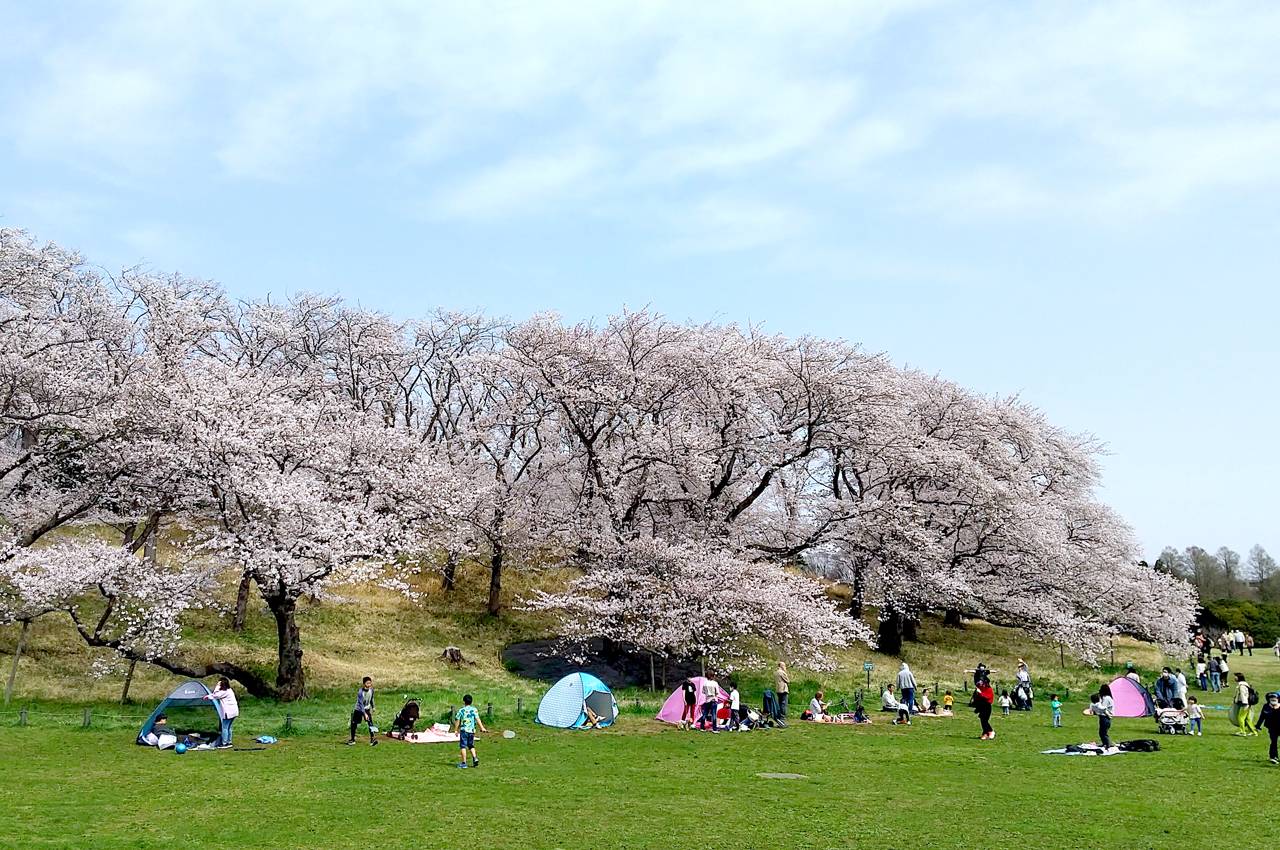 【桜ブログ】2022年4月1日の写真