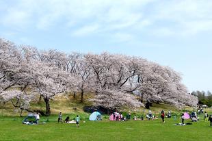 【桜ブログ】2022年4月1日