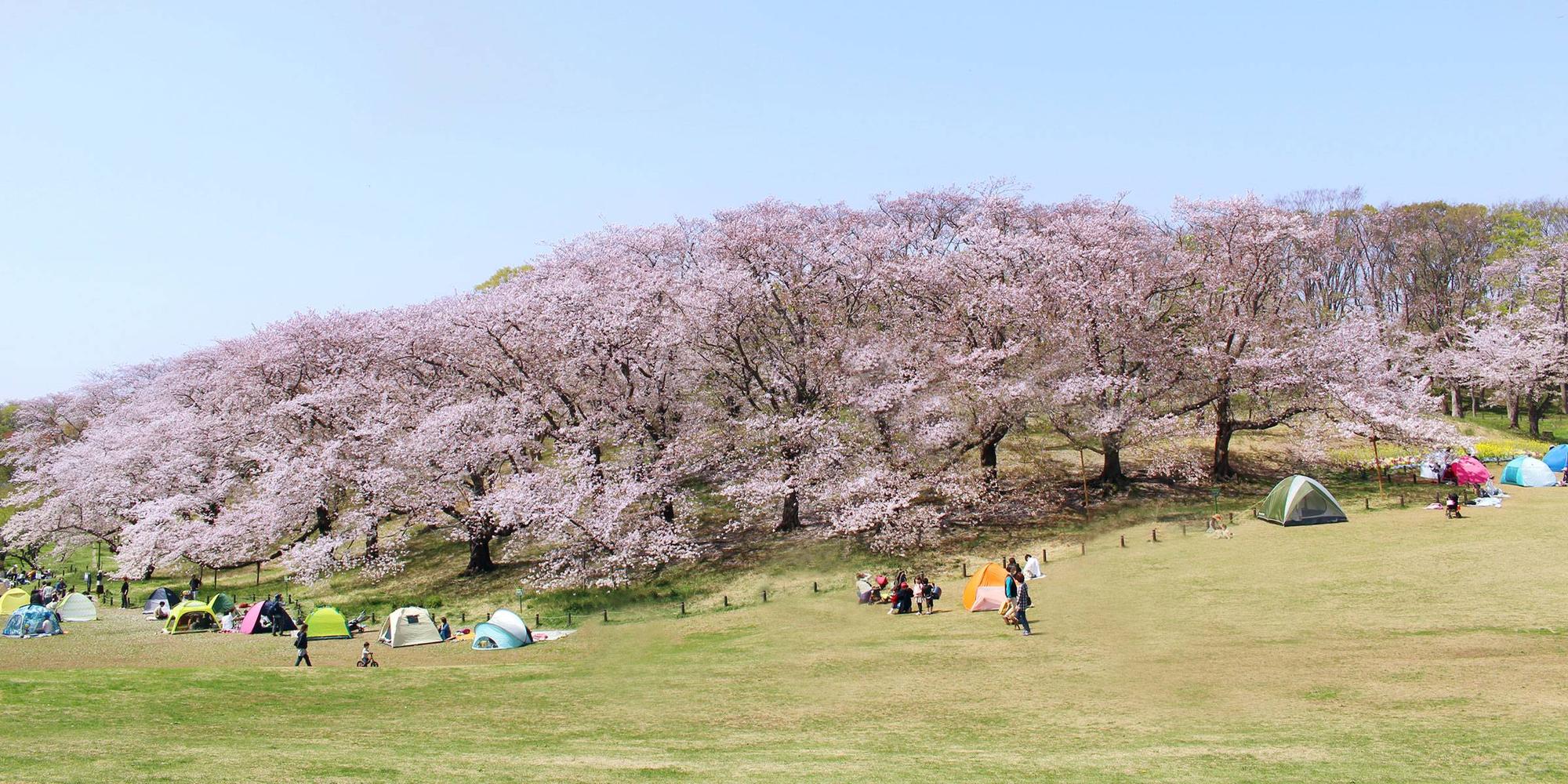 根岸森林公園公式サイト 公益財団法人 横浜市緑の協会