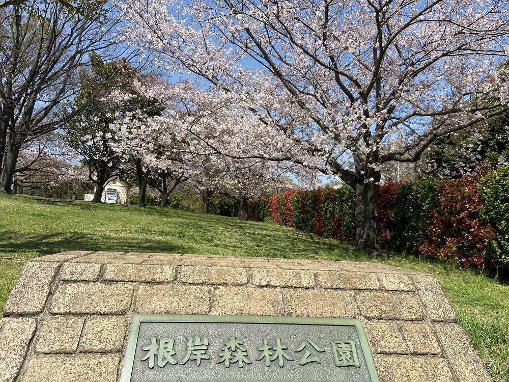 【桜ブログ】2022年4月9日の写真