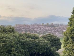 【桜ブログ】2022年4月8日