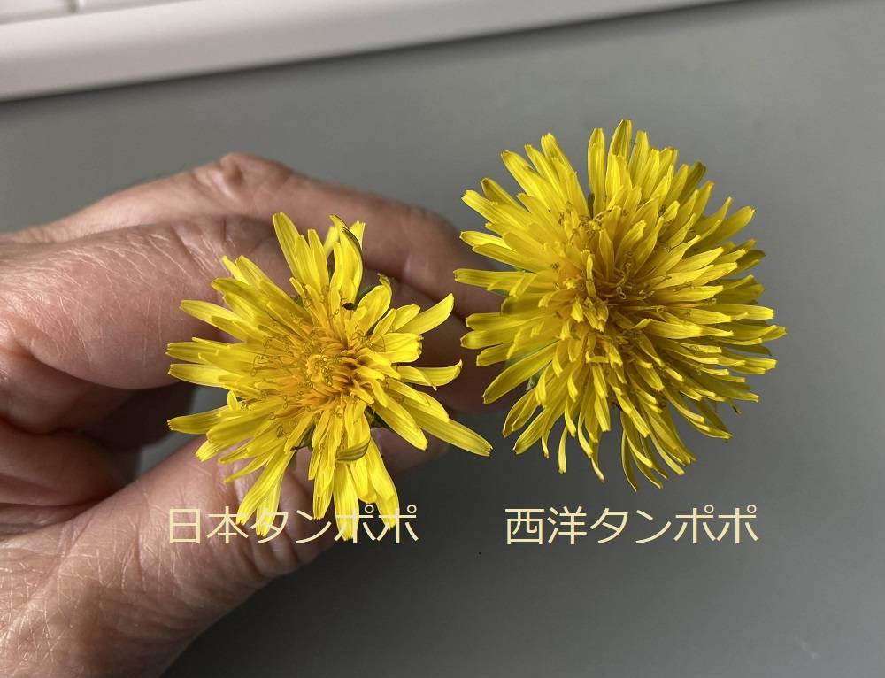 日本タンポポと西洋タンポポの写真