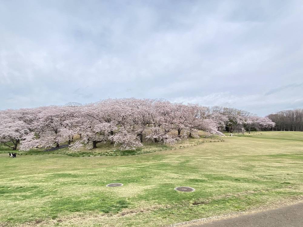【桜ブログ】2022年4月6日の写真