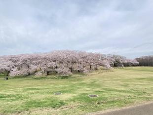 【桜ブログ】2022年4月6日