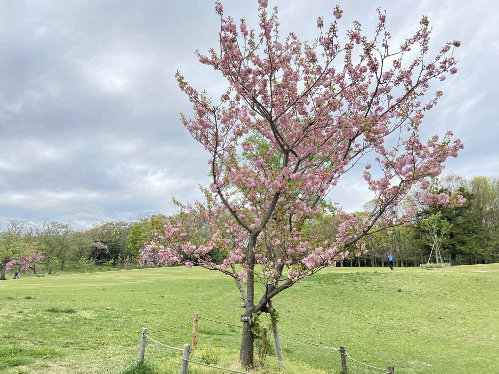 八重桜の写真