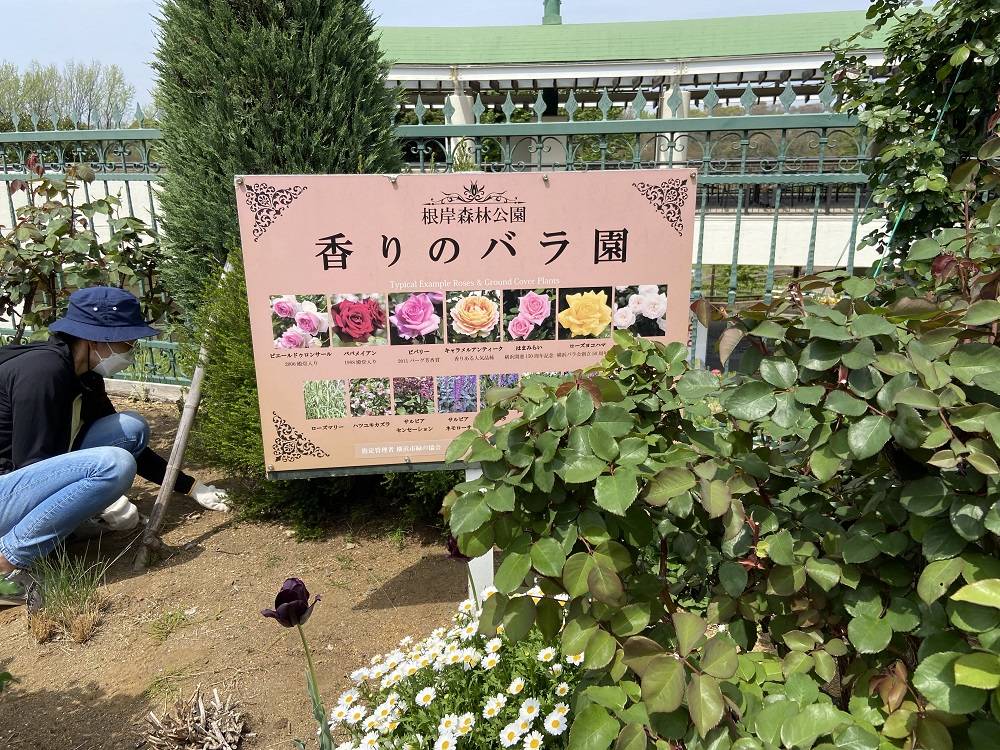 香りのバラ園の写真