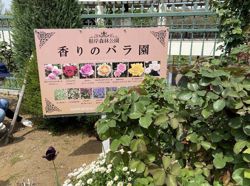 香りのバラ園の写真