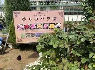 香りのバラ園