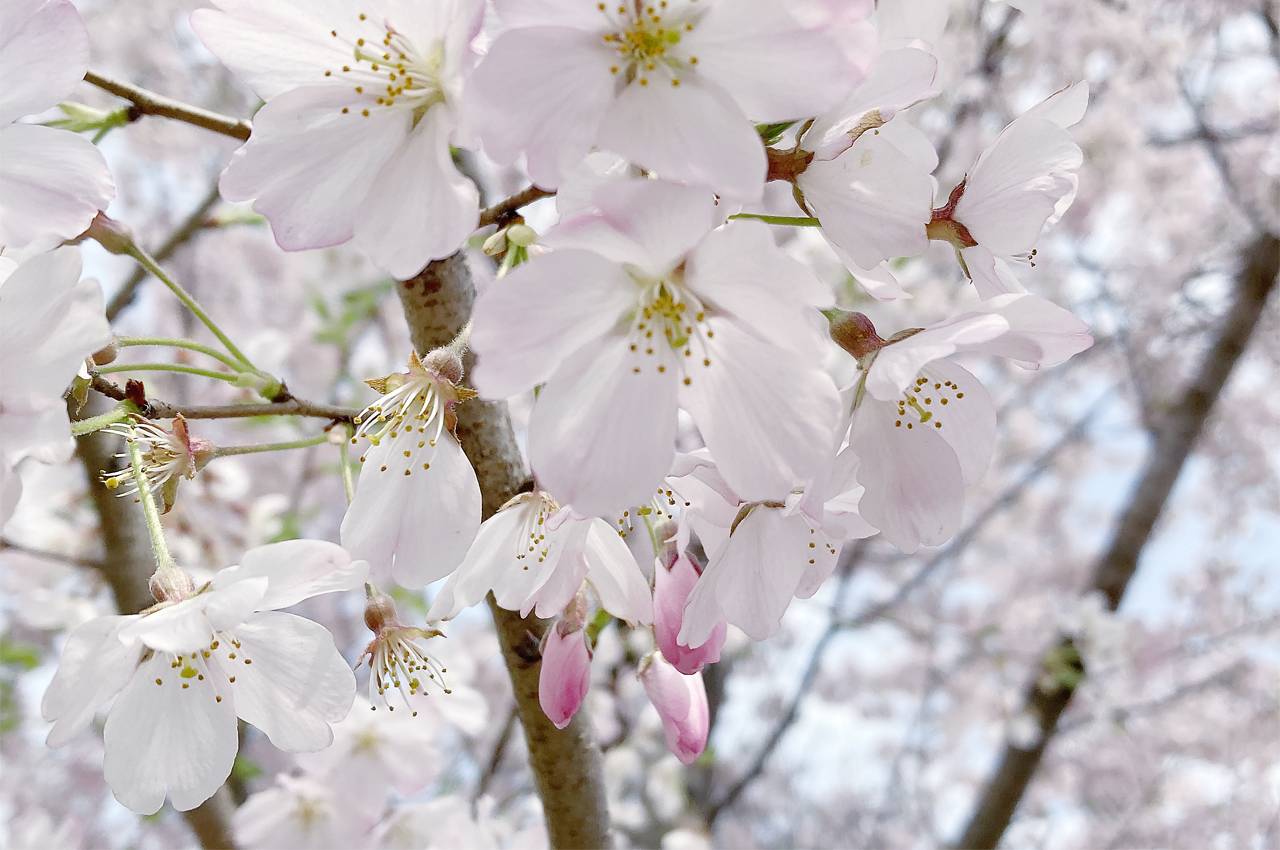 【桜ブログ】2022年4月2日の写真