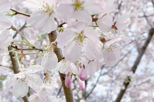 【桜ブログ】2022年4月2日