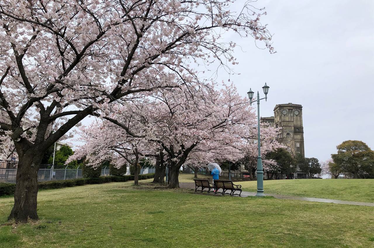 【桜ブログ】2022年4月3日の写真