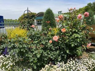 バラのボランティア活動