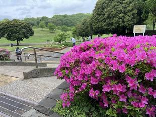 オオムラサキツツジ