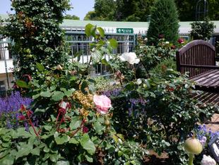 香りのバラ園で