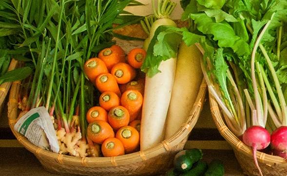 とれたて野菜の販売をします。の写真