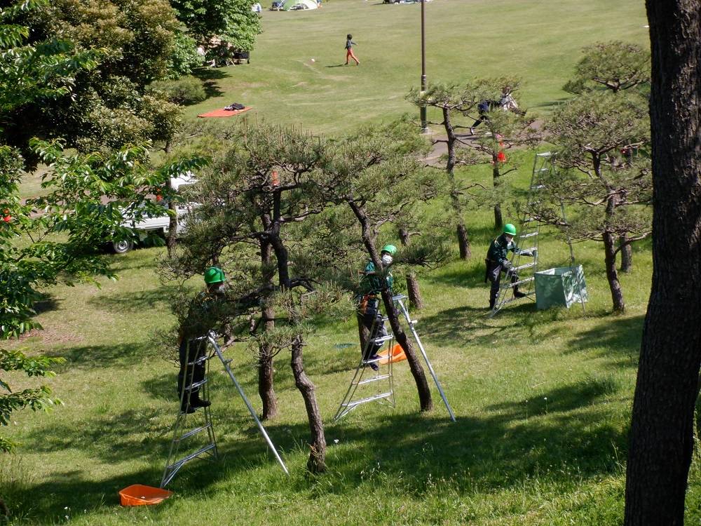 松のみどり摘みの写真