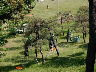 松のみどり摘み