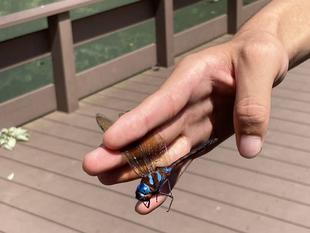 ７月のトンボとり大作戦が開催されました。