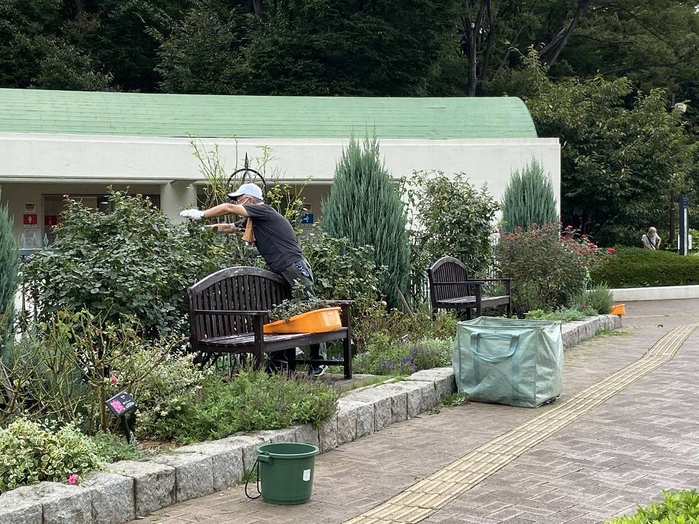 バラ園の夏季剪定の写真