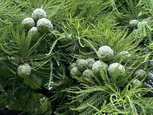 木の実いろいろ