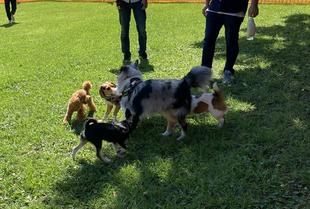 9月のドッグラン