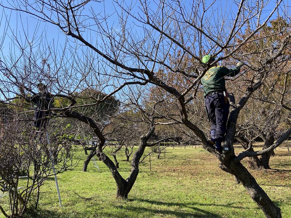 梅の剪定作業の写真
