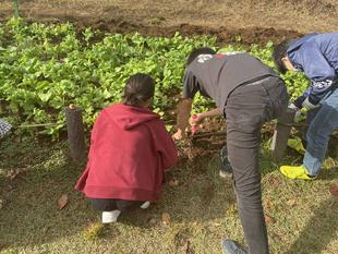 芽を出せ花咲けチューリップ