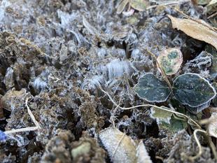 根岸森林公園　バラ園の霜柱