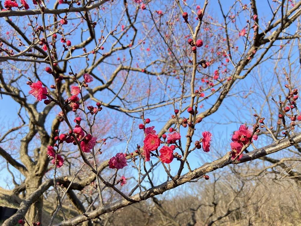 梅林【1/19】の写真