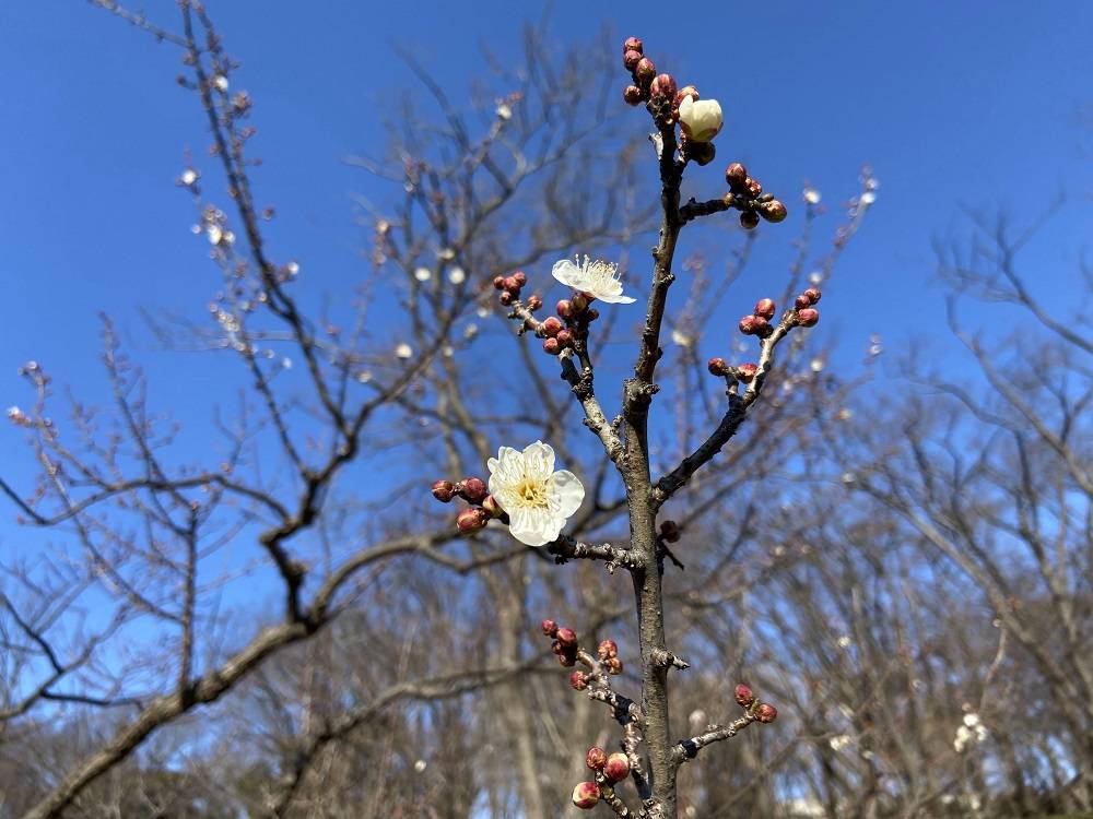 梅林【1/8】の写真
