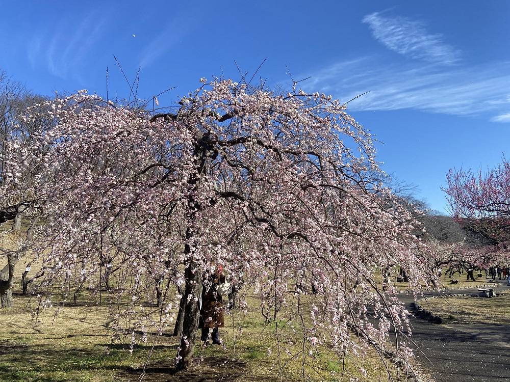 根岸森林公園梅まつりの写真