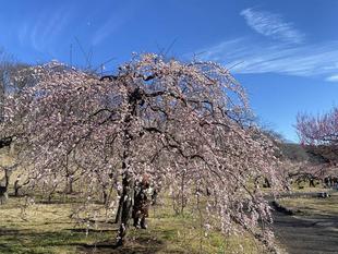 根岸森林公園梅まつり