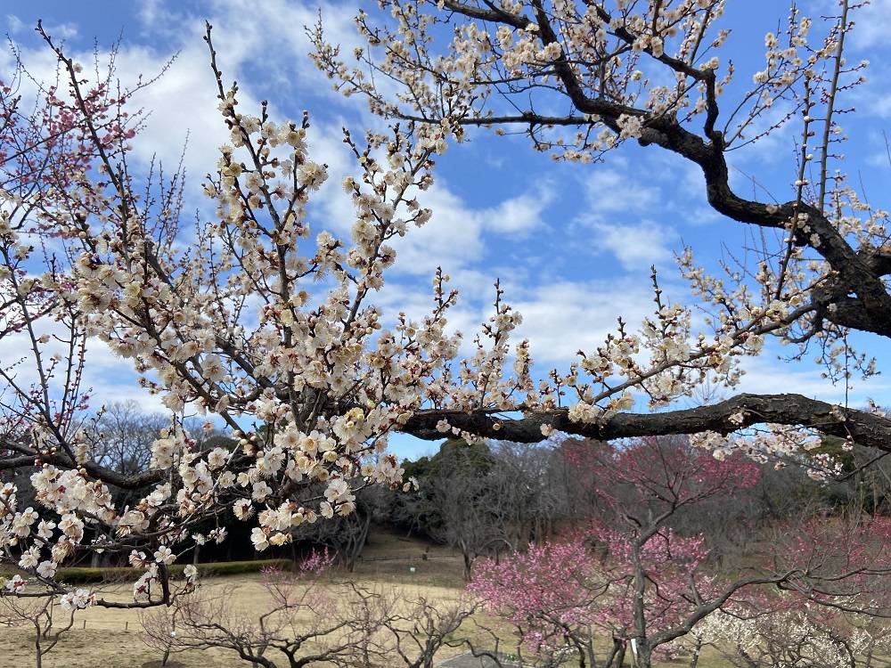 梅林【2/16】の写真
