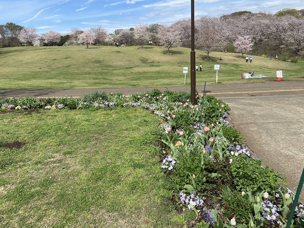 春の花博応援花壇の写真