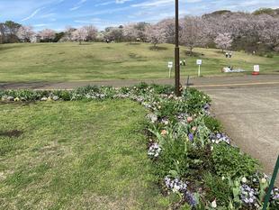 春の花博応援花壇