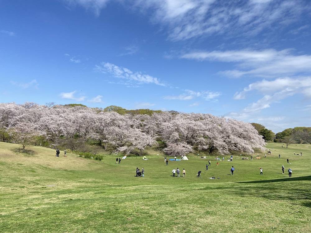 【桜ブログ】青空に桜がきれいです。の写真