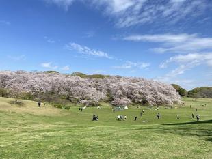 【桜ブログ】青空に桜がきれいです。