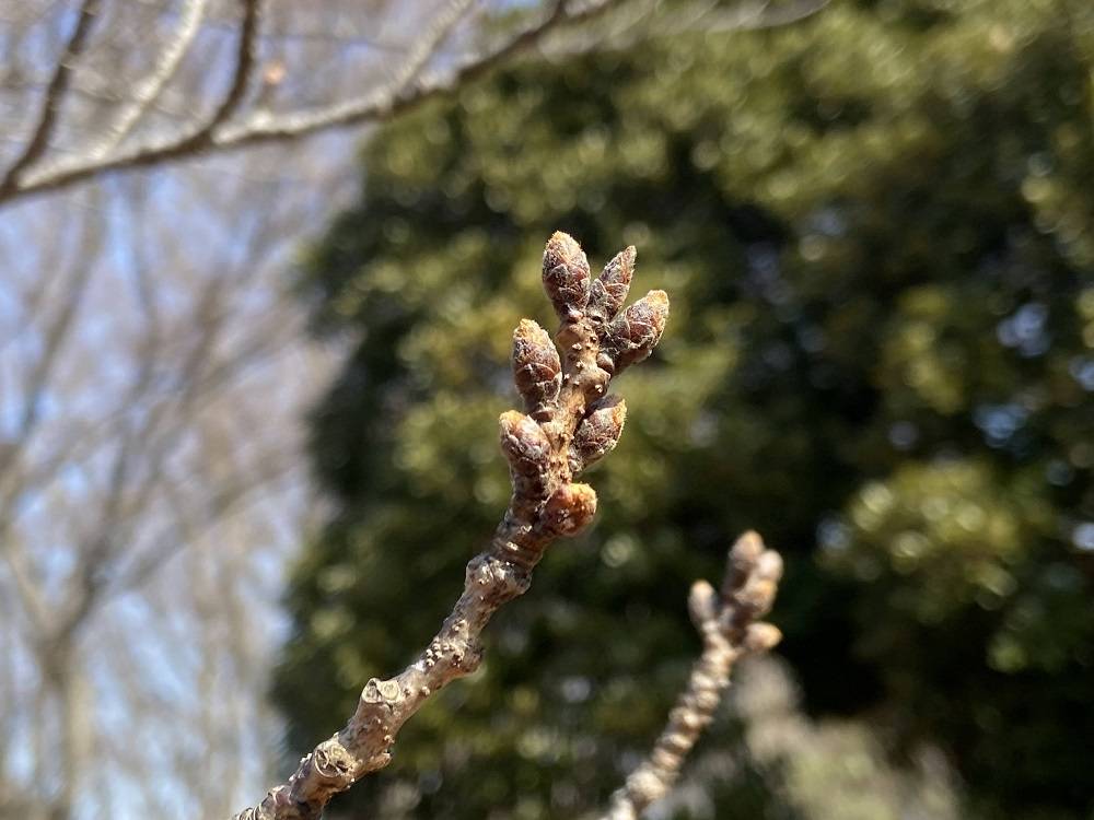 【桜ブログ】2023年3月8日の写真