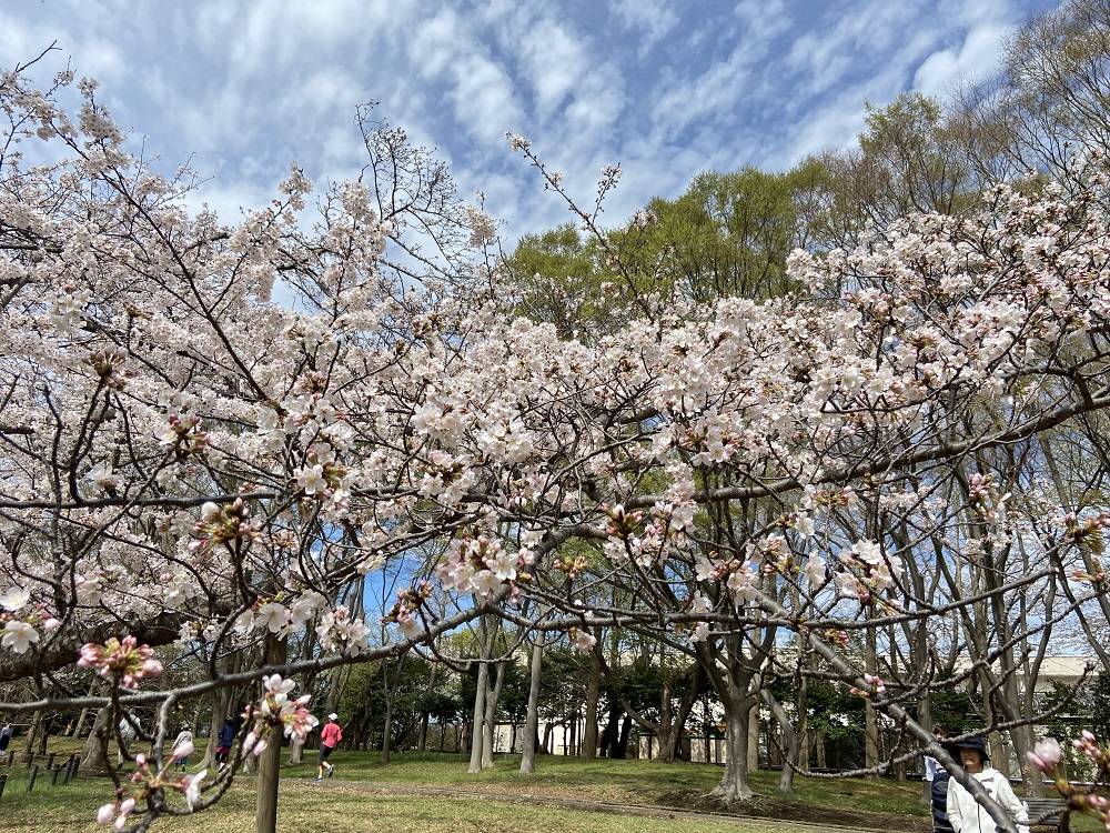 【桜ブログ】満開になりました。の写真