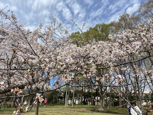 【桜ブログ】満開になりました。
