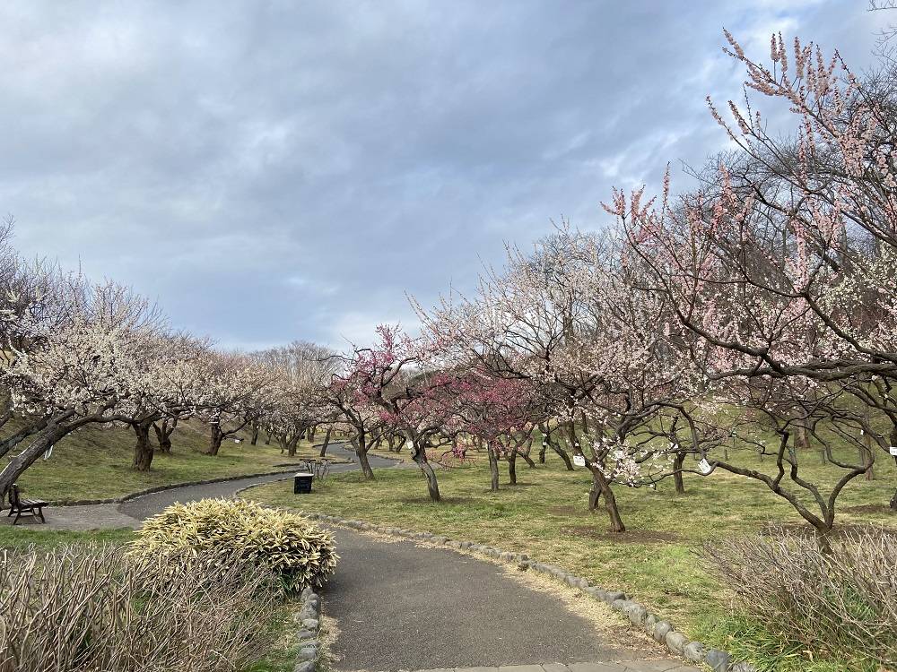 梅林【3月5日】の写真